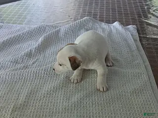 Jack Russell Terrier dogs Hank - Ad 13