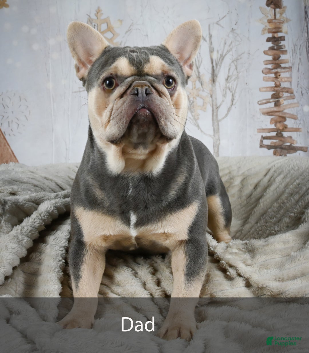 French Bulldog dogs for sale: Romeo - Ad 12