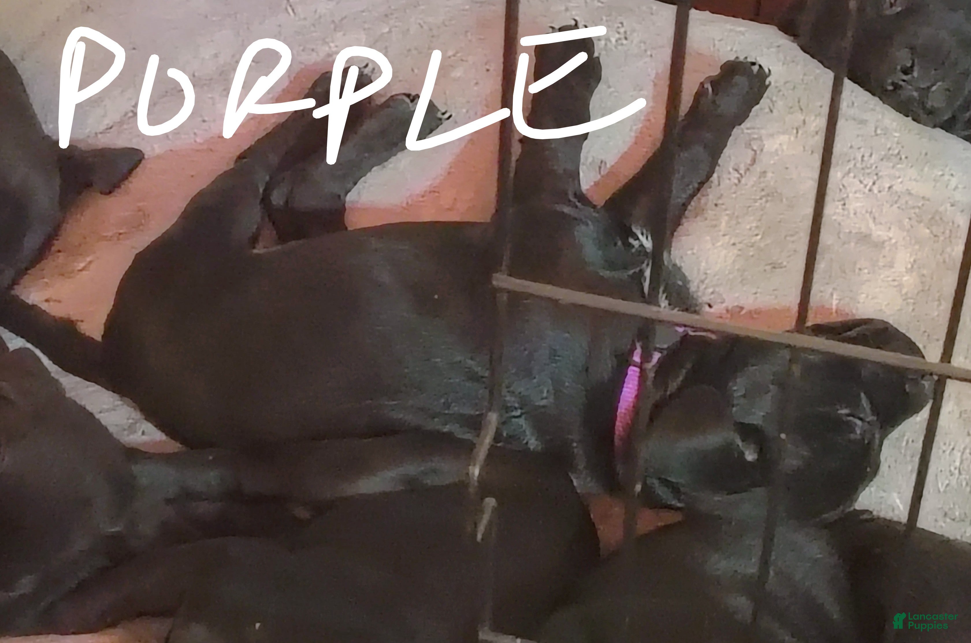 Mixed Breed dogs Mixed Breed Puppy 3 - Ad 16