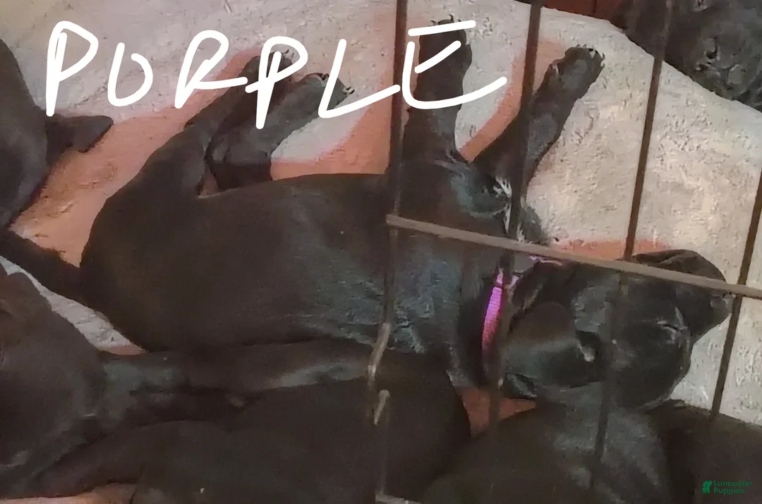 Mixed Breed dogs for sale: Mixed Breed Puppy 3 - Ad 1