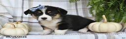 Welsh Corgi Pembroke dogs for sale: Lilly - Ad 4