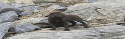 Labrador Retriever dogs for sale: Samantha Labrador Retriever  - Ad 8