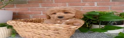 Mini Goldendoodle dogs for sale: Bonnie - Ad 5