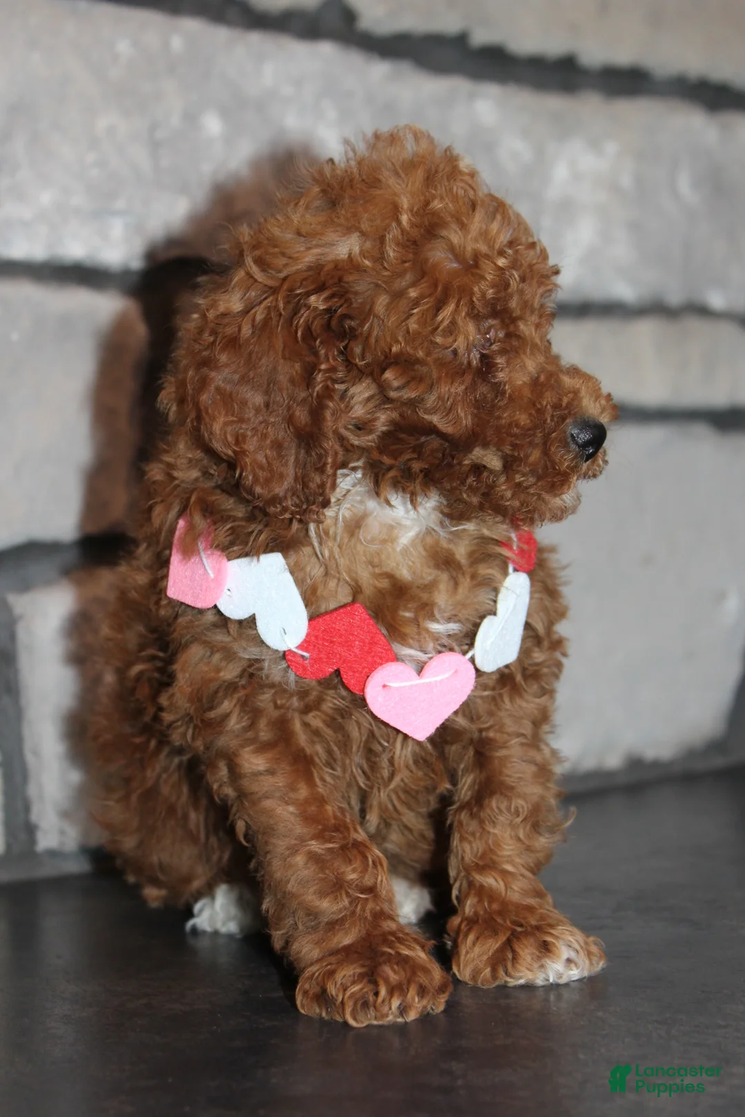 Miniature Poodle dogs for sale: AKC Piper - Ad 7