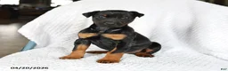 Doberman Pinscher dogs for sale: Sparky - Ad 3