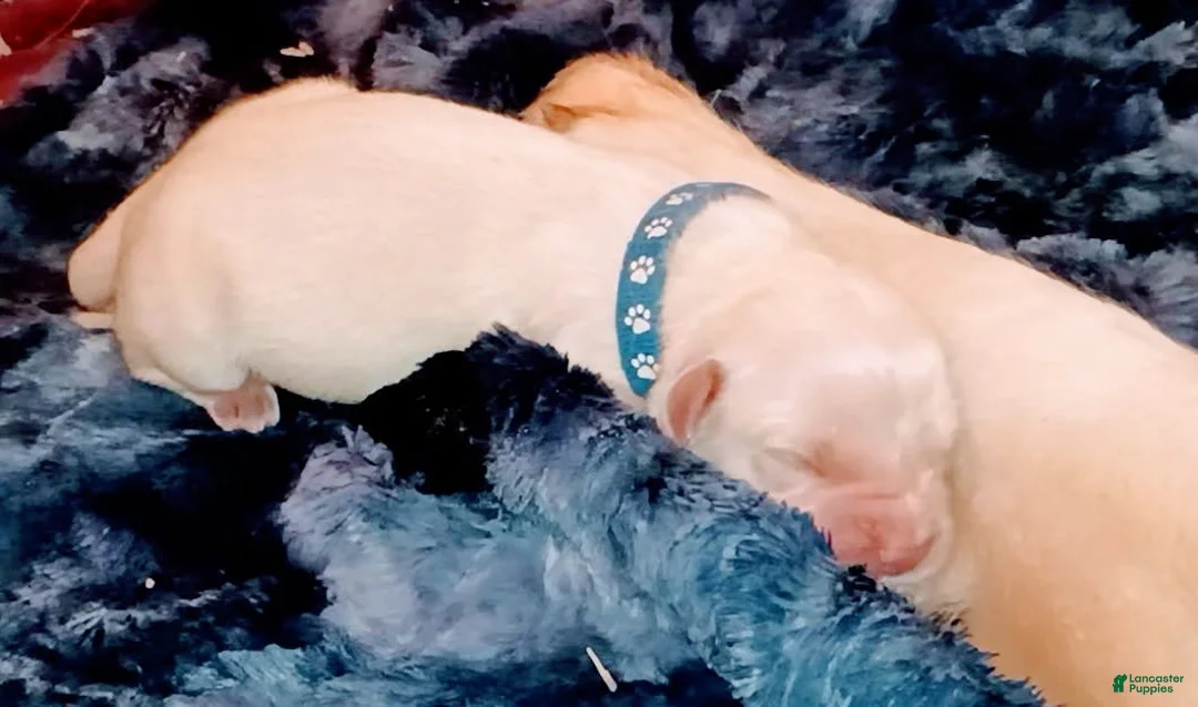 Golden Retriever dogs for sale: Blue Boy - Ad 1
