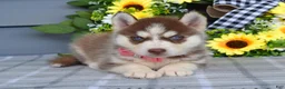 Siberian Husky dogs for sale: Haddie - Ad 6