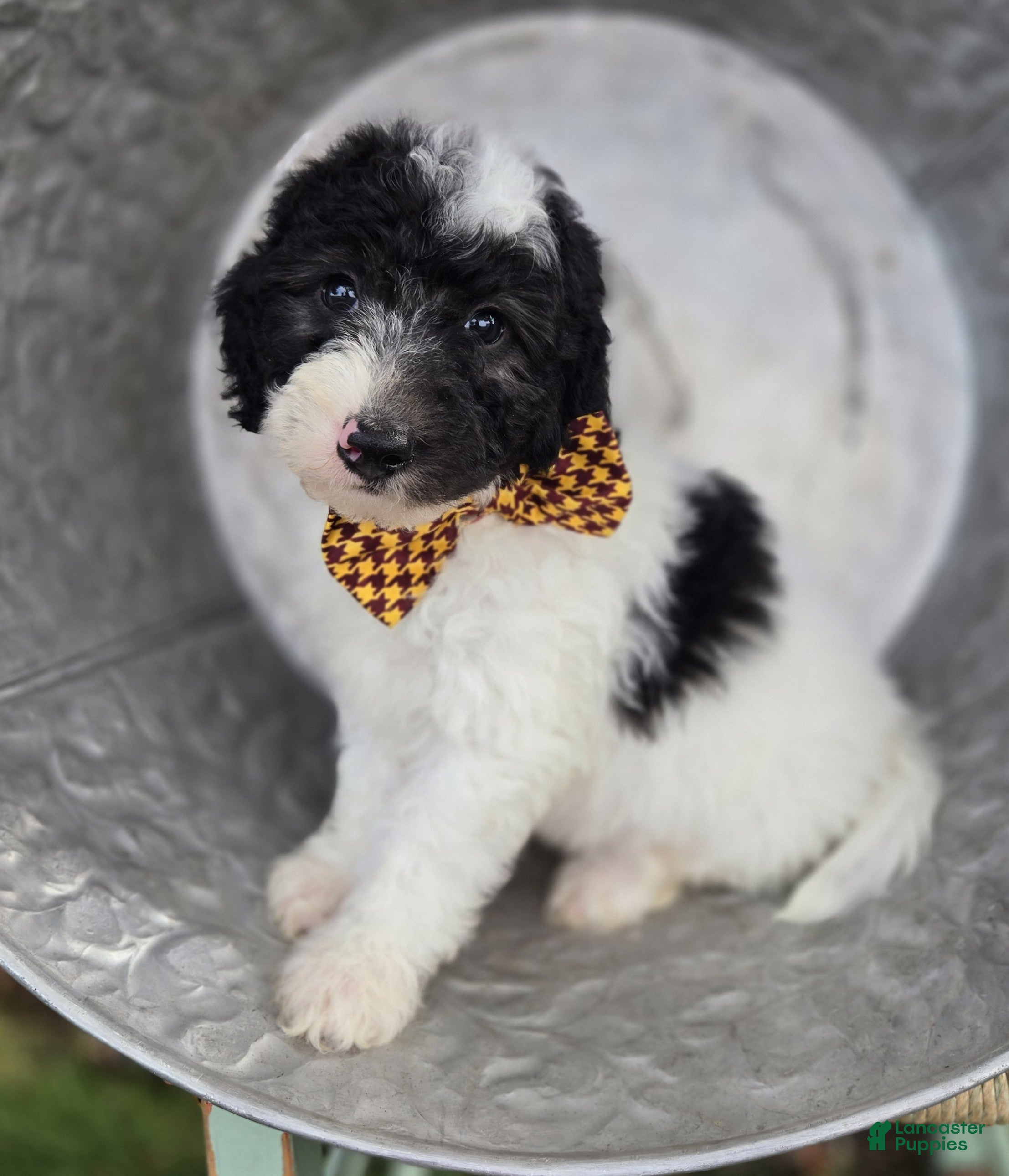 Mini Sheepadoodle dogs Josh - Ad 1