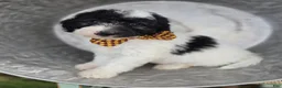Mini Sheepadoodle dogs for sale: Josh - Ad 1