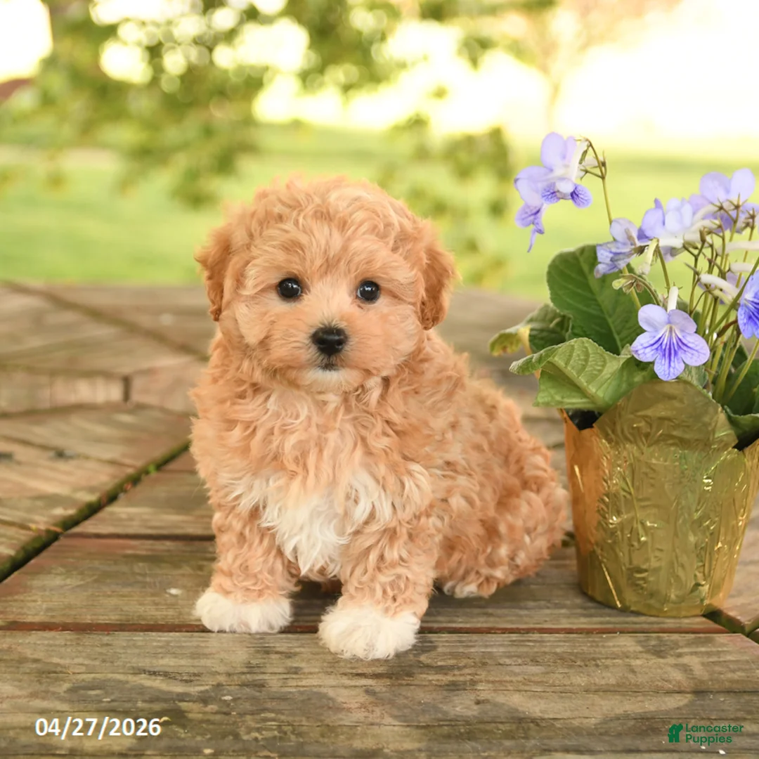 Maltipoo dogs for sale: Rusty - Ad 1