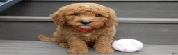 Mini Goldendoodle dogs for sale: Louie - Ad 5