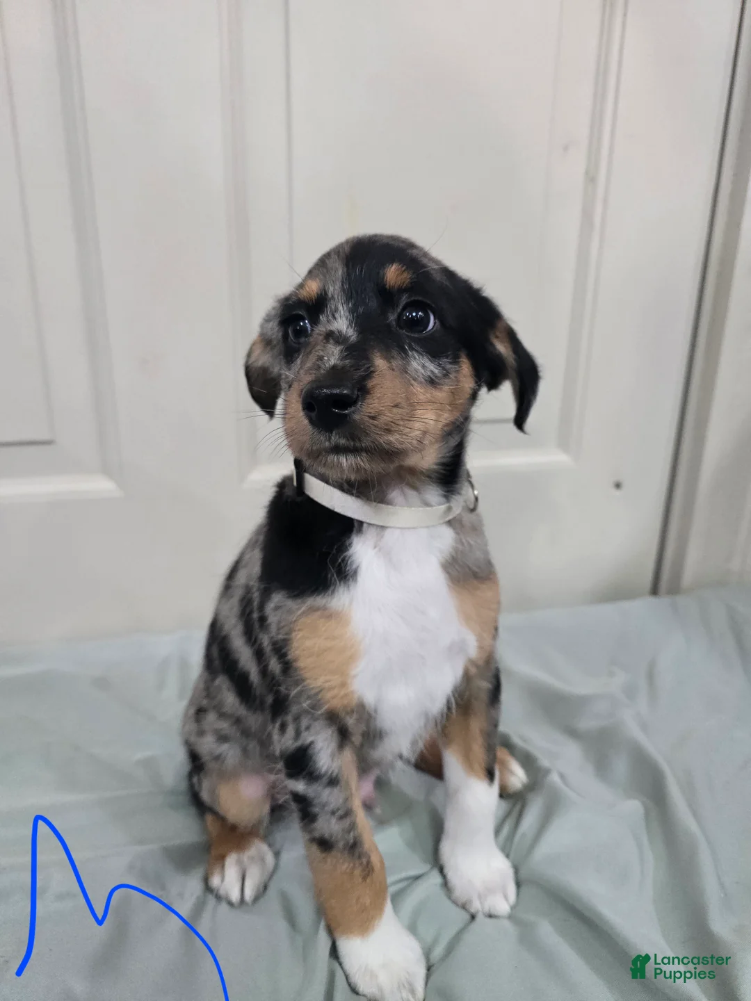 Mixed Breed dogs for sale: White collar - Ad 2