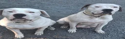American Bulldog dogs for sale: Mckenzie  - Ad 5