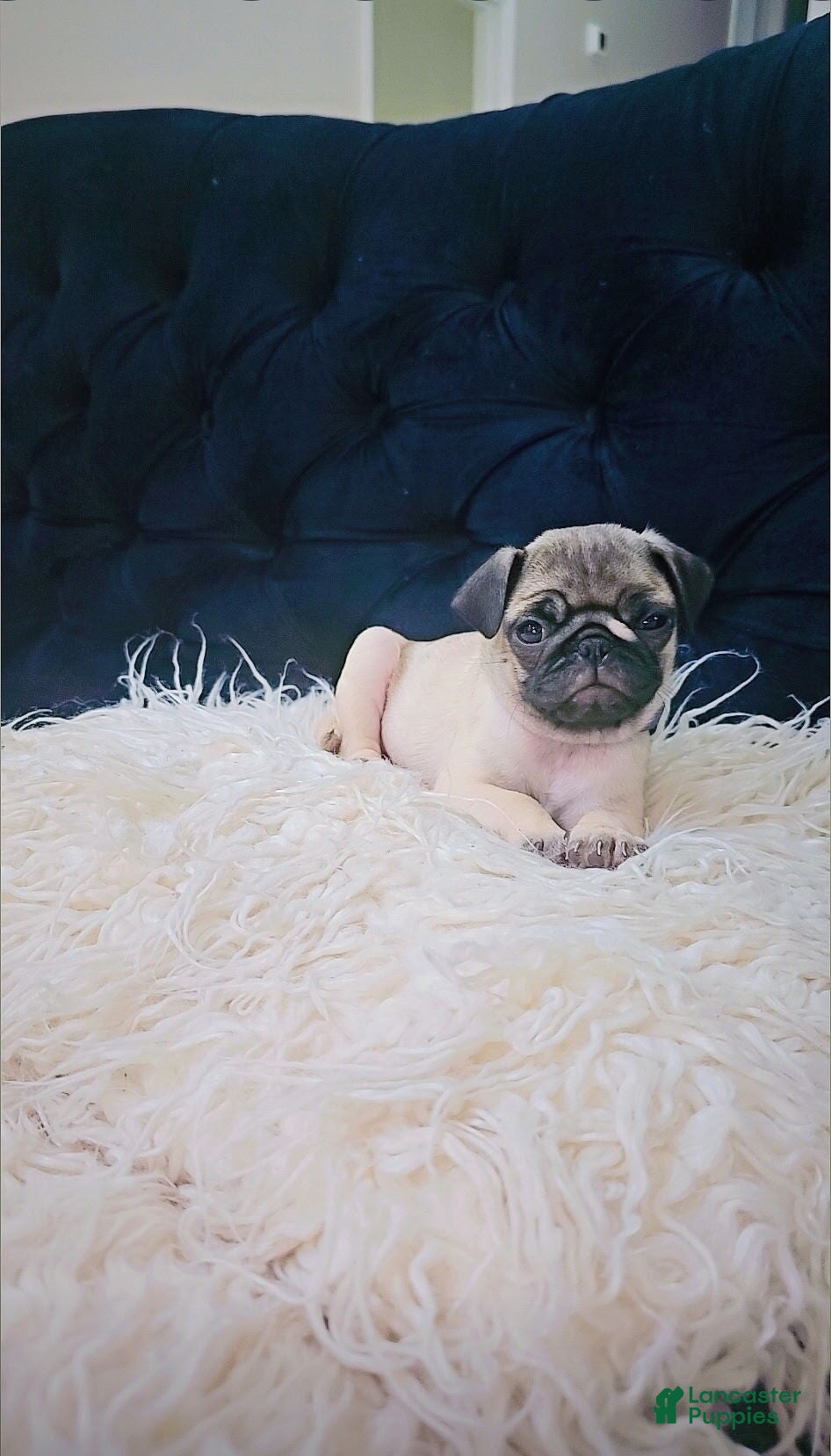 Pug dogs Pug 1 - Ad 2