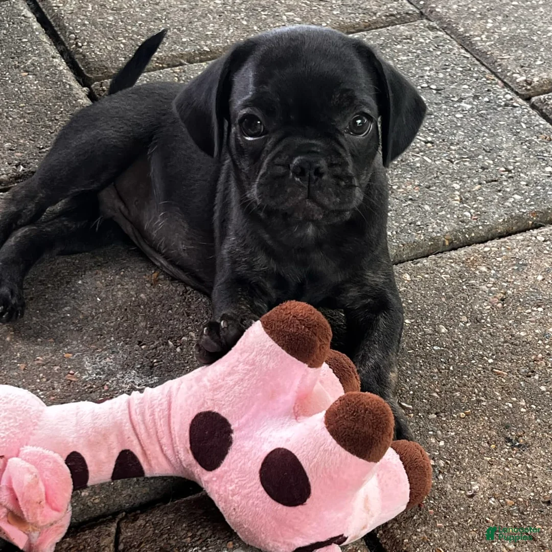 Gallery Image {{count}}