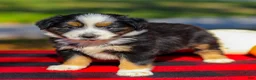 Miniature Australian Shepherd dogs for sale: April - Ad 1