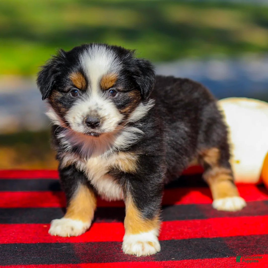 Miniature Australian Shepherd dogs for sale: April - Ad 1