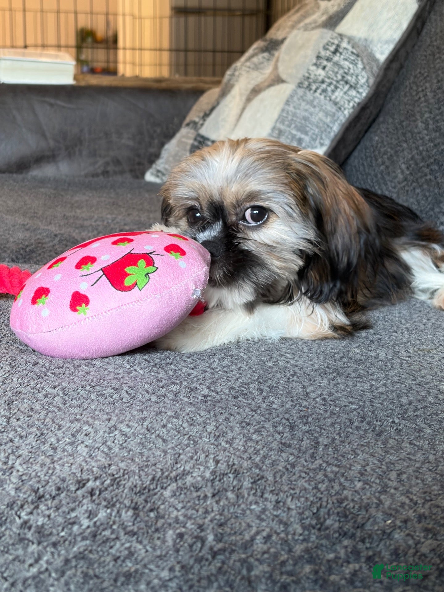 Cavapoochon dogs for sale: Stacy - Ad 12