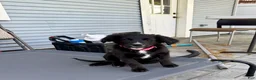 Mixed Breed dogs for sale: Wakanda - Ad 1