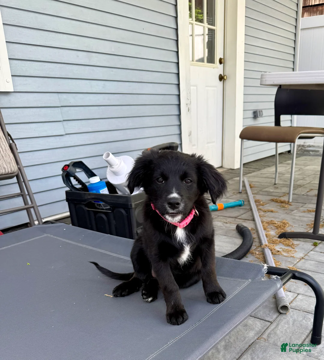 Mixed Breed dogs for sale: Wakanda - Ad 1