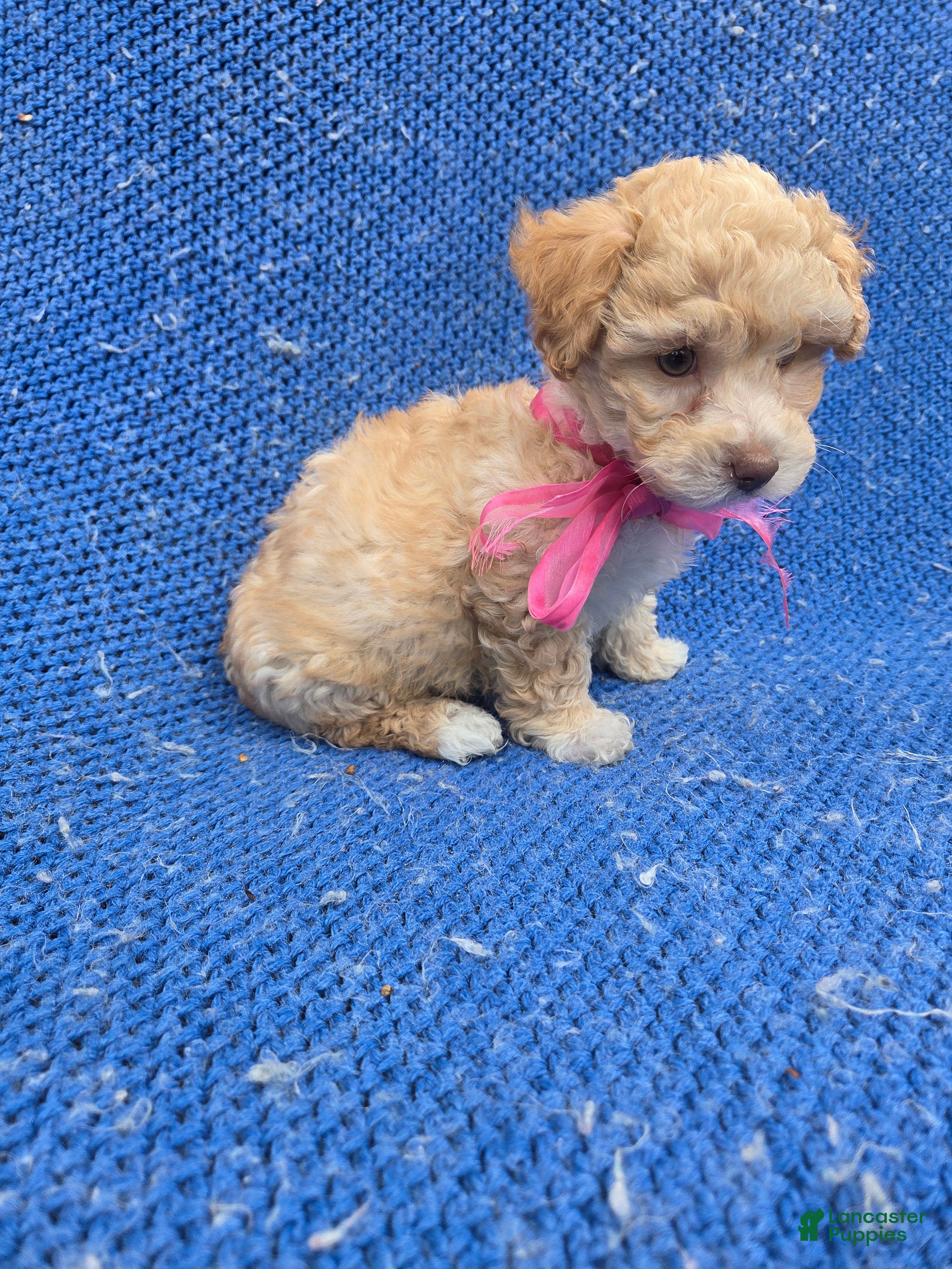Maltipoo dogs Penny - Ad 4