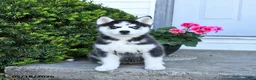 Pomsky dogs for sale: Remi  - Ad 4