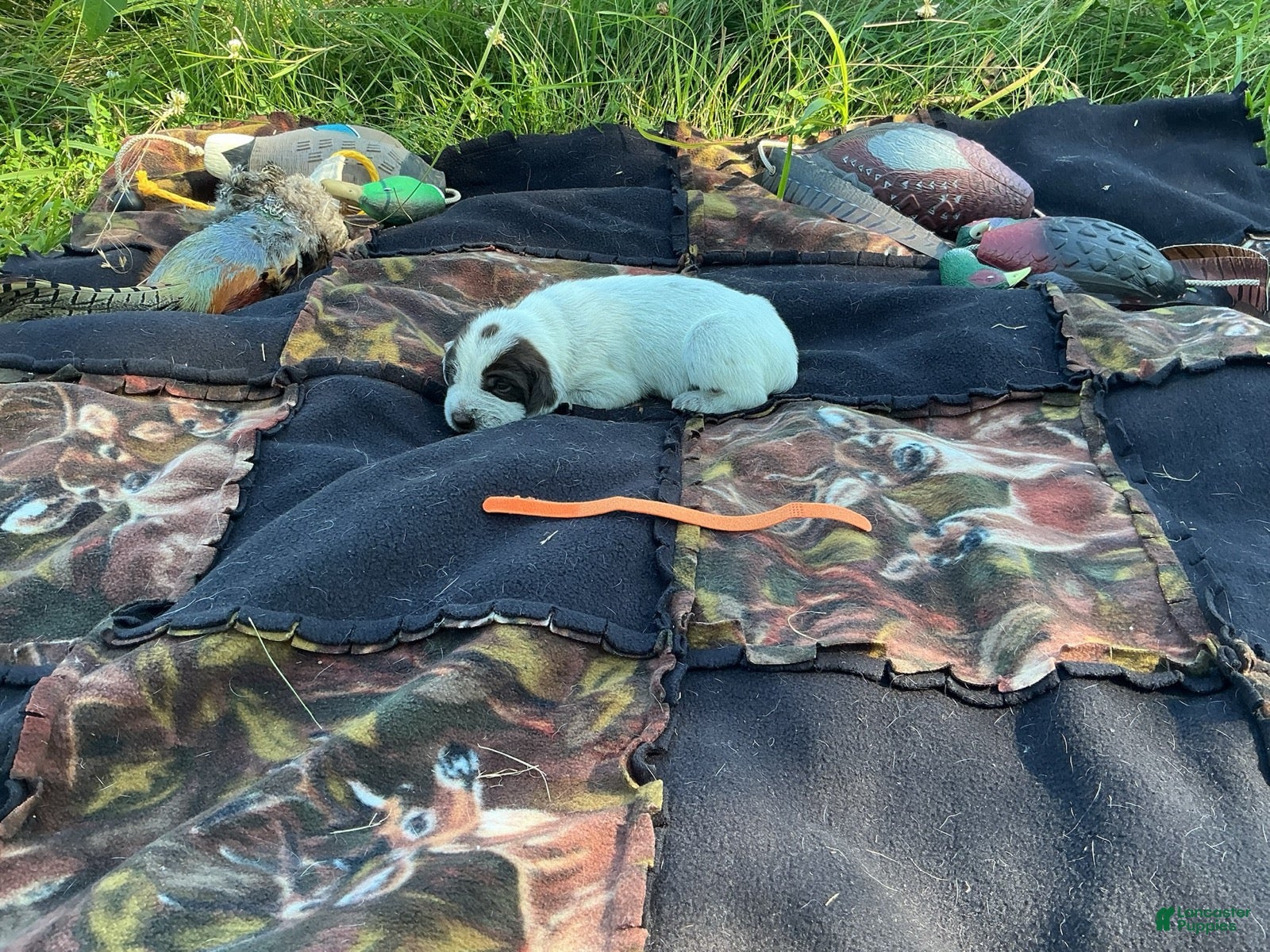 Wirehaired Pointing Griffon dogs Wirehaired Pointing Griffon Female 2 - Ad 9