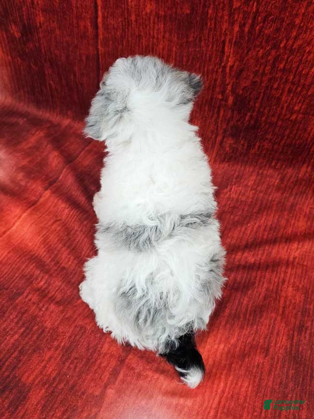 Miniature Poodle dogs for sale: Crosby - Ad 4