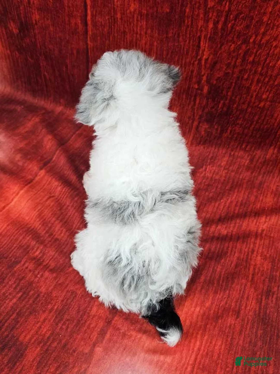 Miniature Poodle dogs for sale: Crosby - Ad 4