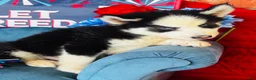 Siberian Husky dogs for sale: Rolex - Ad 12