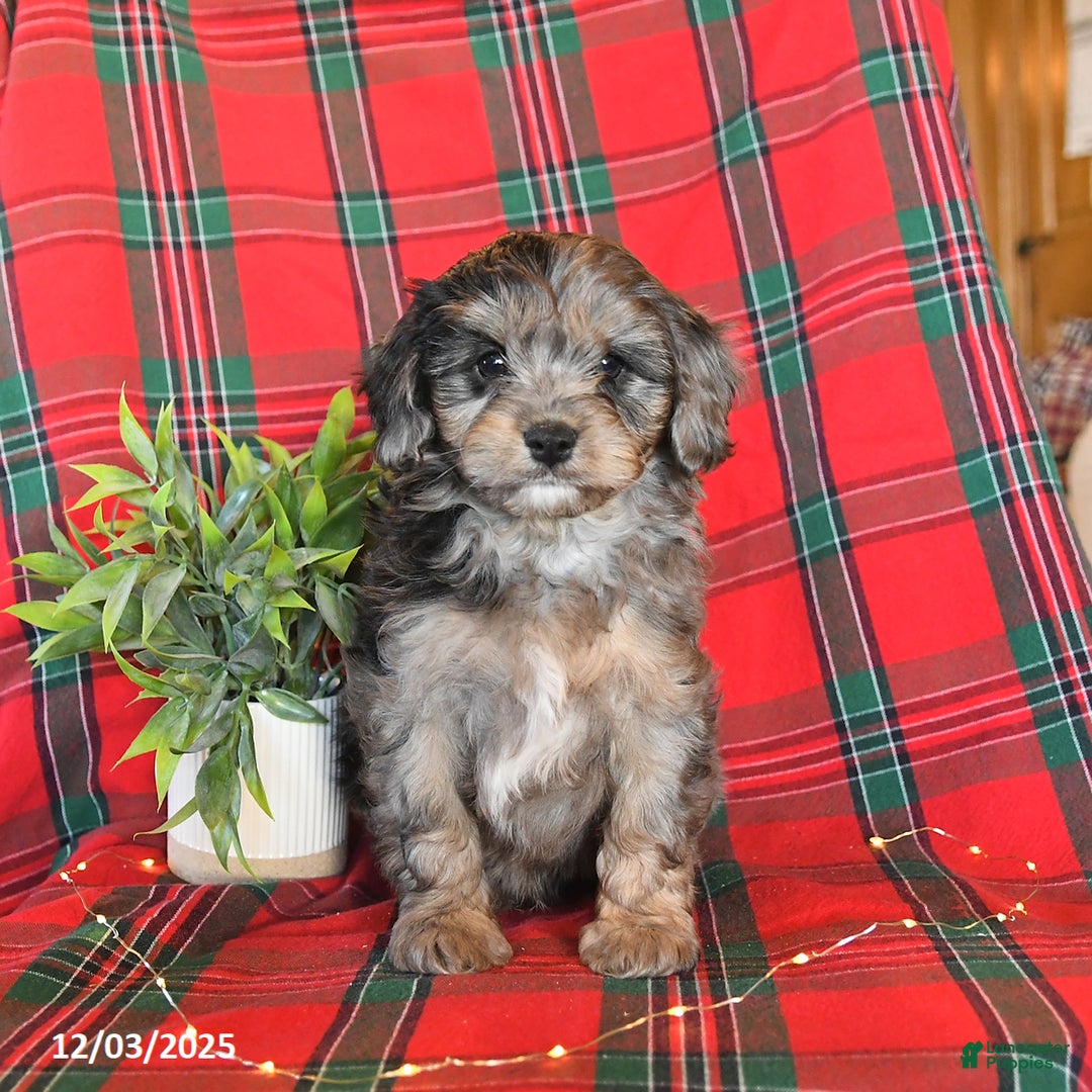 Cavapoo dogs for sale: Ace - Ad 4