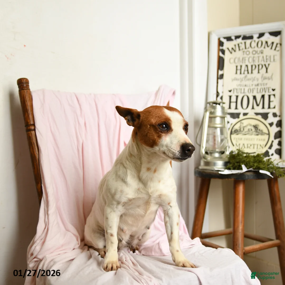 Jack Russell Terrier dogs for sale: Pepsi - Ad 2