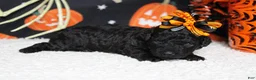 Toy Poodle dogs for sale: Sydney - Ad 6