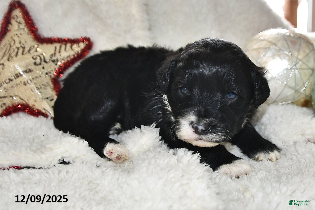 Portuguese Water Dog dogs for sale: Disco - Ad 4