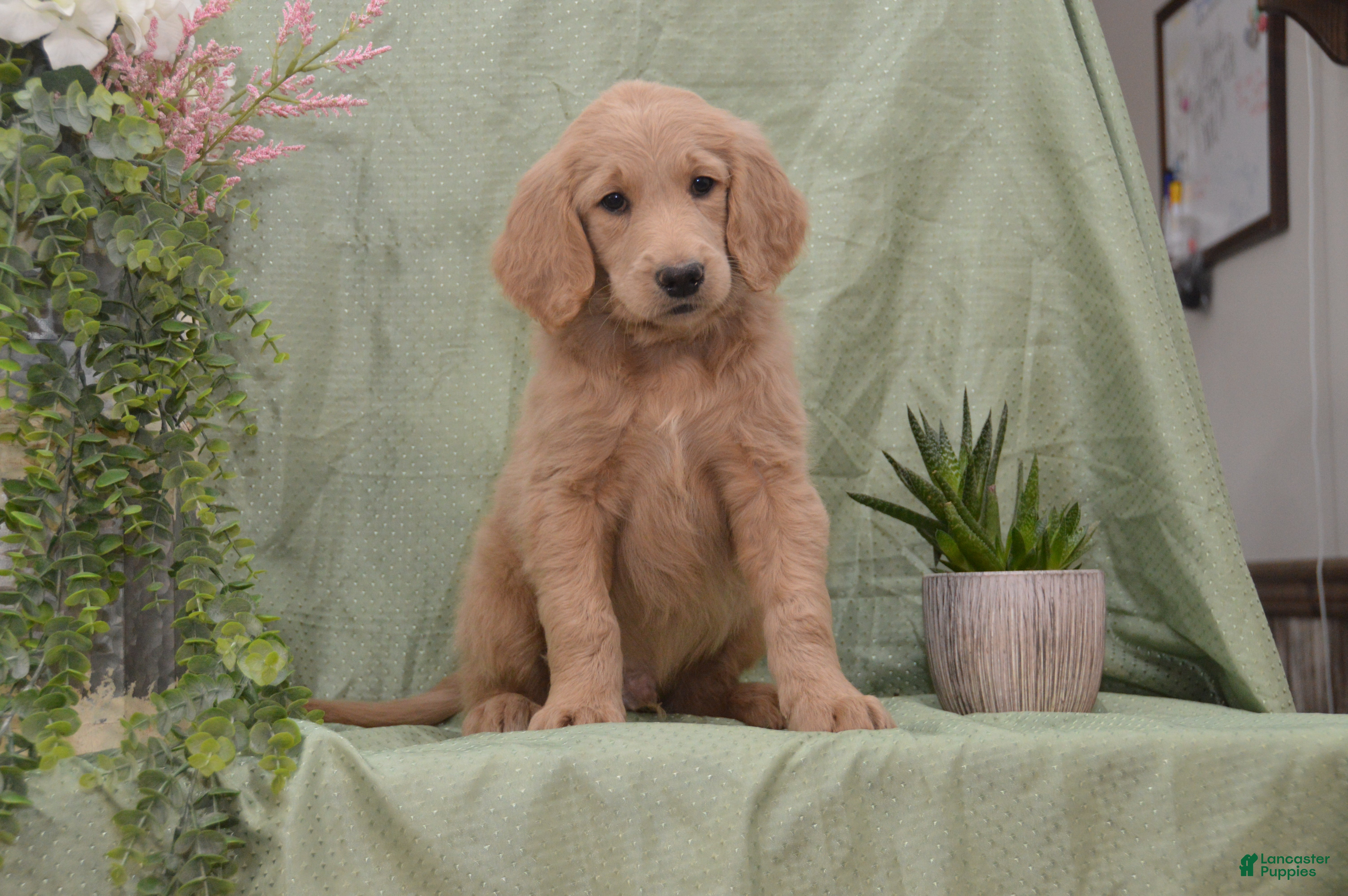 Goldendoodle dogs for sale: Blake - Ad 2