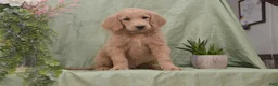Goldendoodle dogs for sale: Blake - Ad 1
