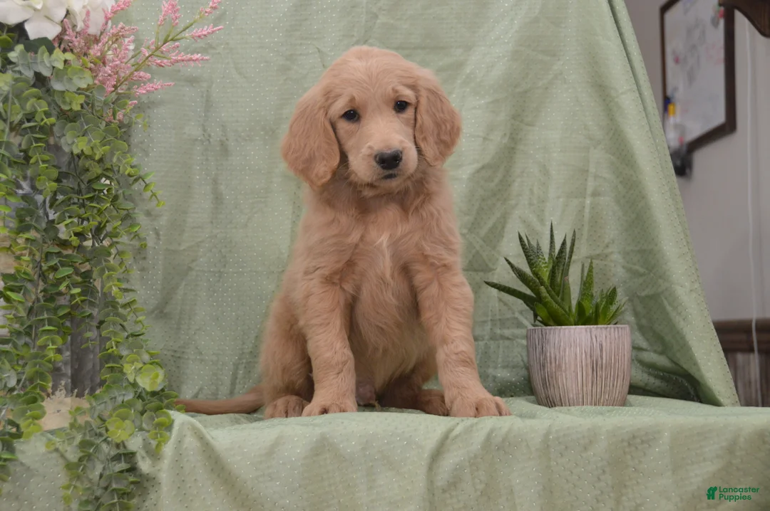 Goldendoodle dogs for sale: Blake - Ad 1