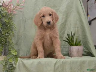 Goldendoodle dogs for sale: Blake - Ad 2