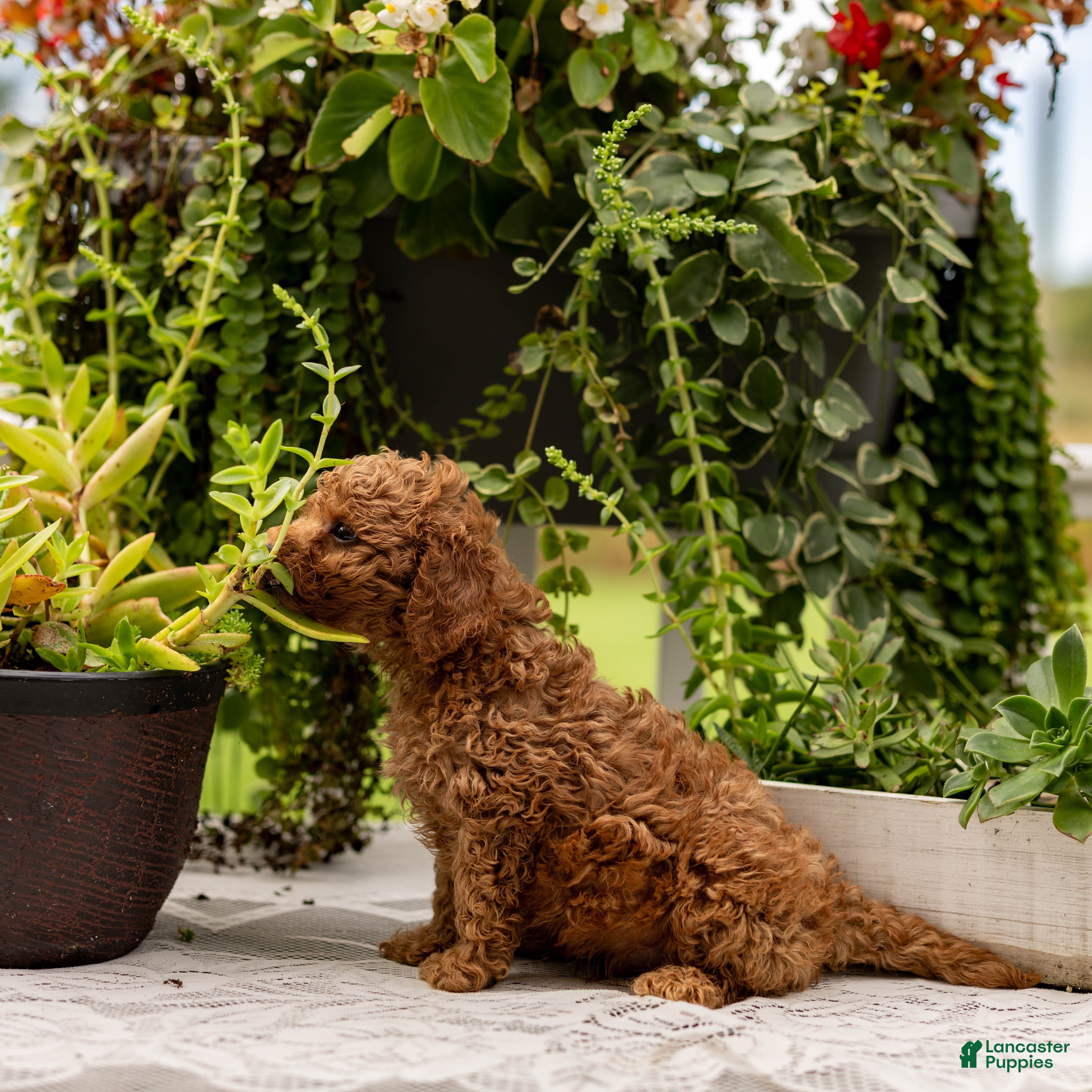 Toy Poodle dogs AKC Buddy - Ad 2