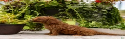 Toy Poodle dogs for sale: AKC Buddy - Ad 2