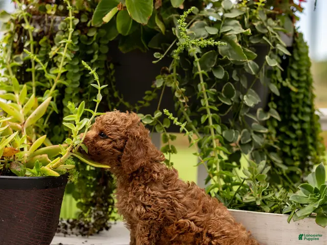 Toy Poodle dogs for sale: AKC Buddy - Ad 2