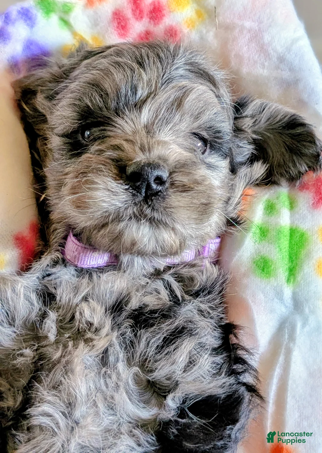 Cavapoo dogs for sale: Lacey - Ad 2