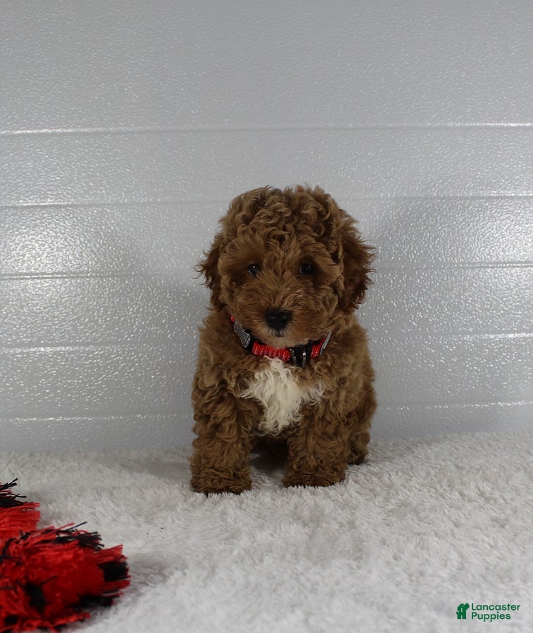 Miniature Poodle dogs Bella - Ad 2