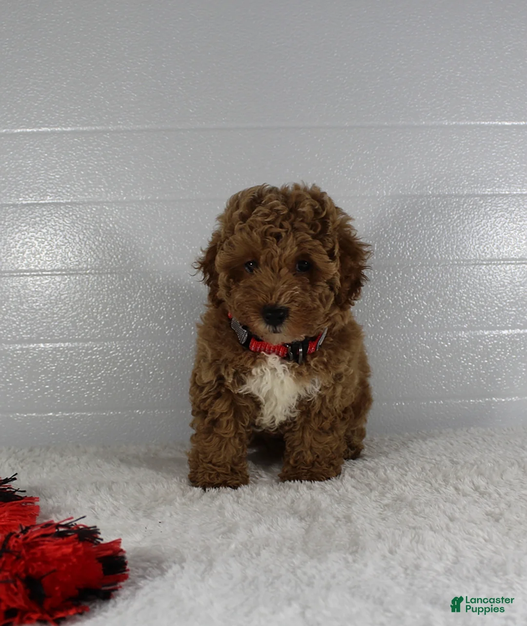 Miniature Poodle dogs for sale: Bella - Ad 2