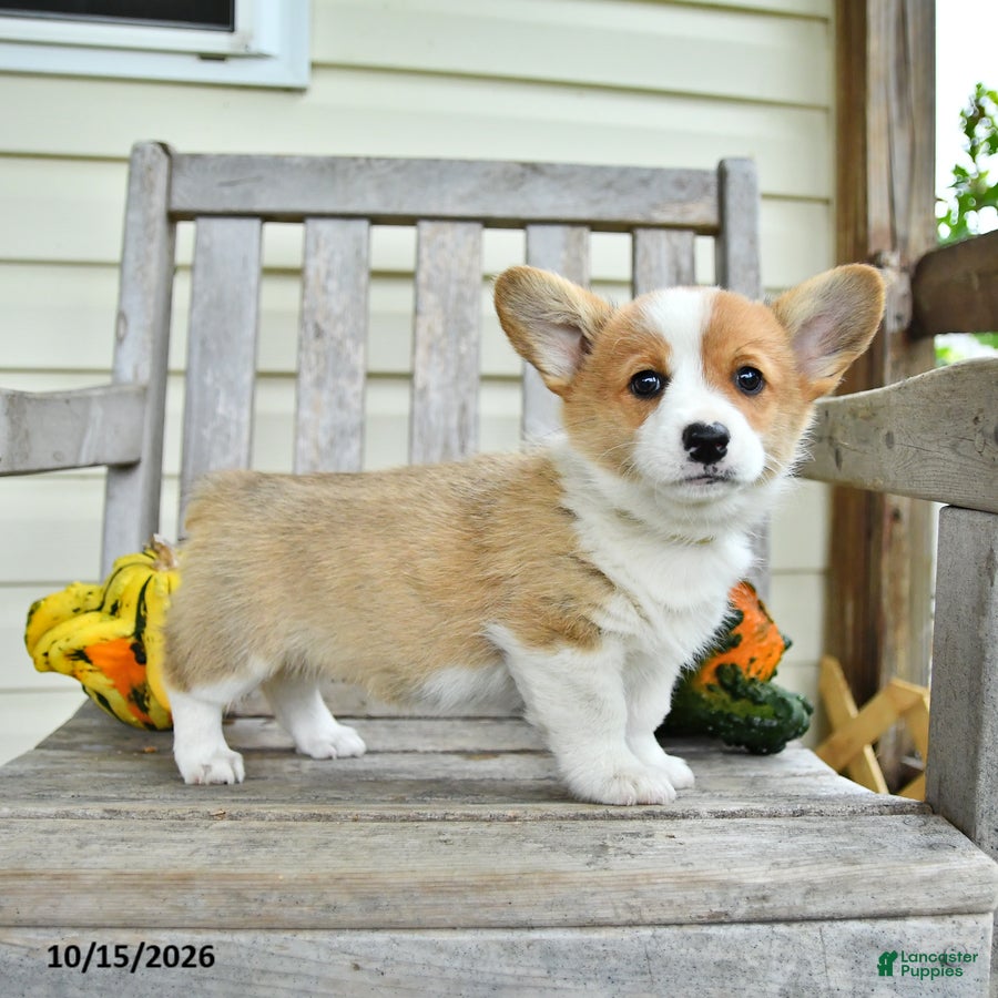 Welsh Corgi Pembroke dogs for sale: Snap - Ad 2