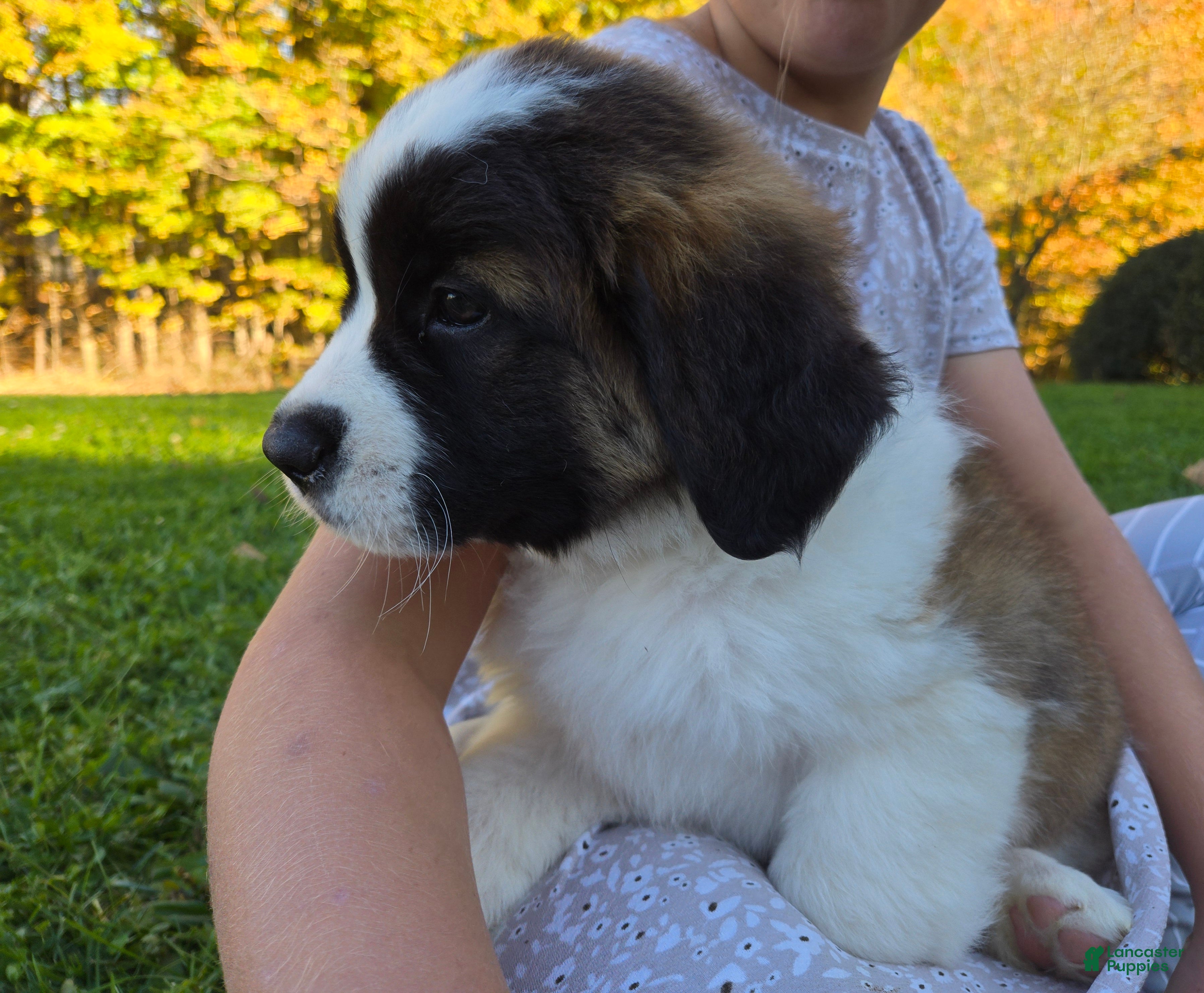 Saint Bernard dogs for sale: Penny - Ad 1