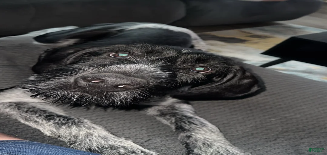 Gallery Image {{count}}