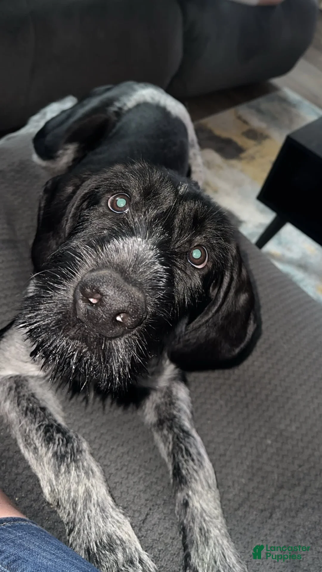 Gallery Image {{count}}