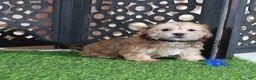Shorkie dogs for sale: Mickey Happy Male Shorkie Puppy - Ad 2