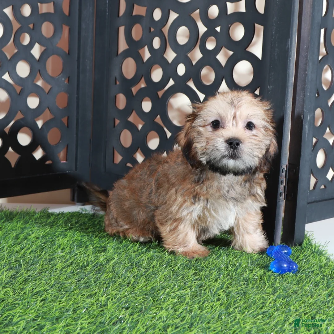 Shorkie dogs for sale: Mickey Happy Male Shorkie Puppy - Ad 2